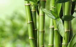 Peigne Large en Bambou - Avril